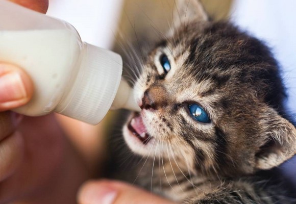 Svezzamento Gattini: Una fase emozionante da vivere con Loro