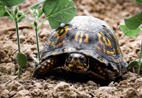 Una Corretta Alimentazione per la Tartaruga di Terra