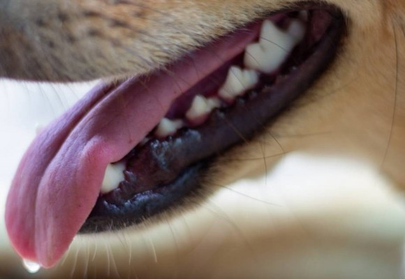 Smile! Denti del cane ed igiene dentale