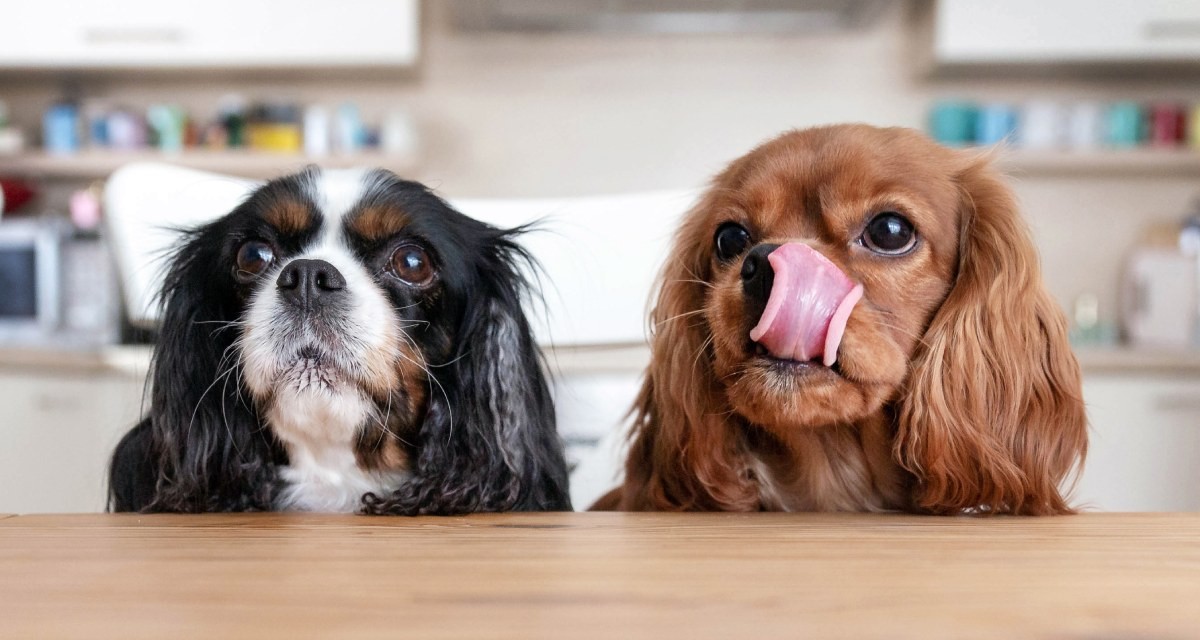 Cibo per Cani a base di insetti