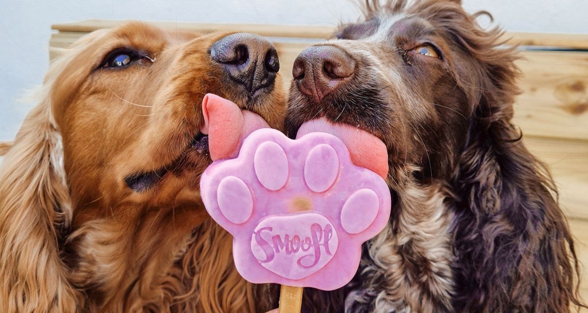 I cani possono mangiare il gelato?