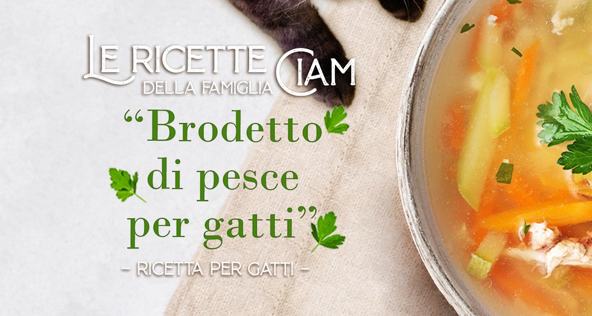 Brodetto di pesce per gatti – Le Ricette della Famiglia Ciam 