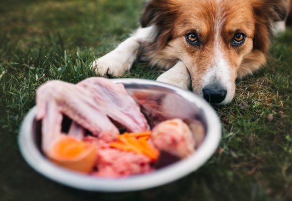 Dieta BARF per cani: tutti i benefici e le controindicazioni