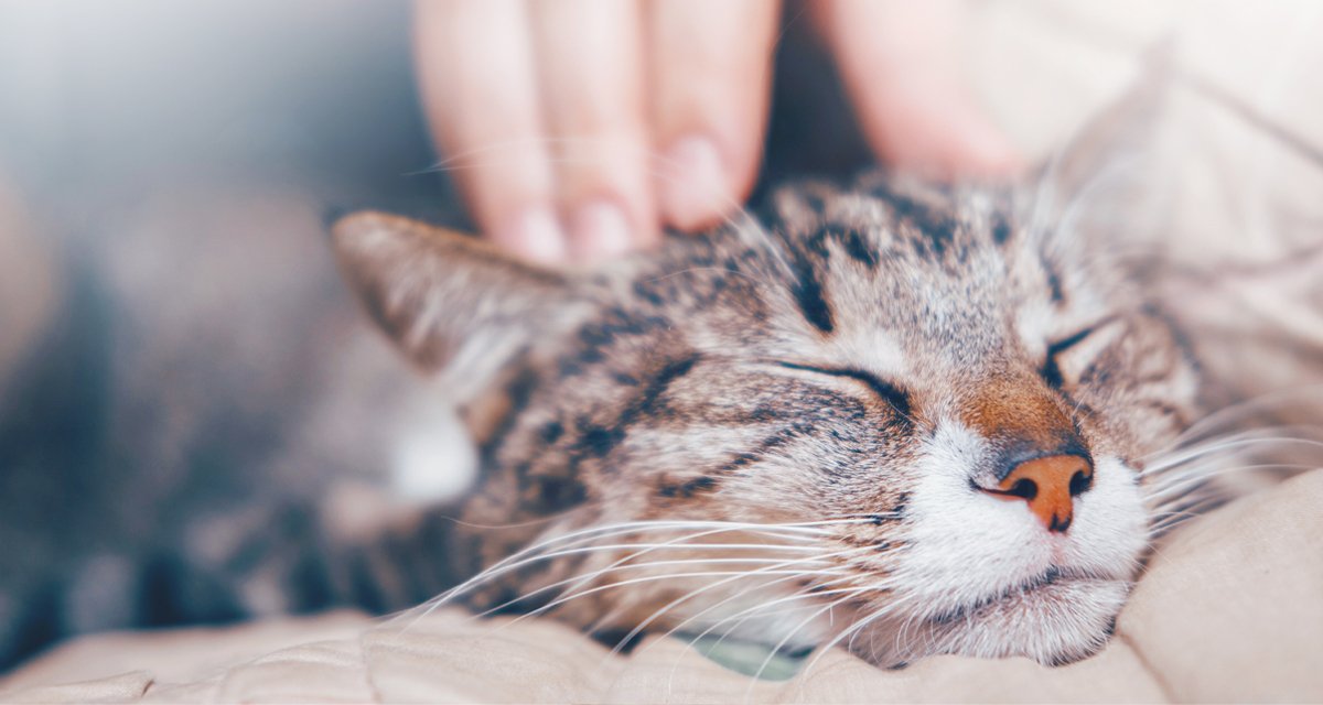 Prodotti calmanti per gatti: come scegliere i migliori per ridurre lo stress del tuo micio