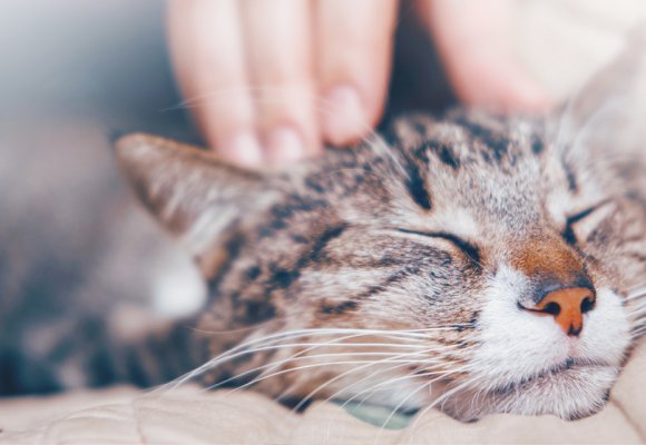 Prodotti calmanti per gatti: come scegliere i migliori per ridurre lo stress del tuo micio