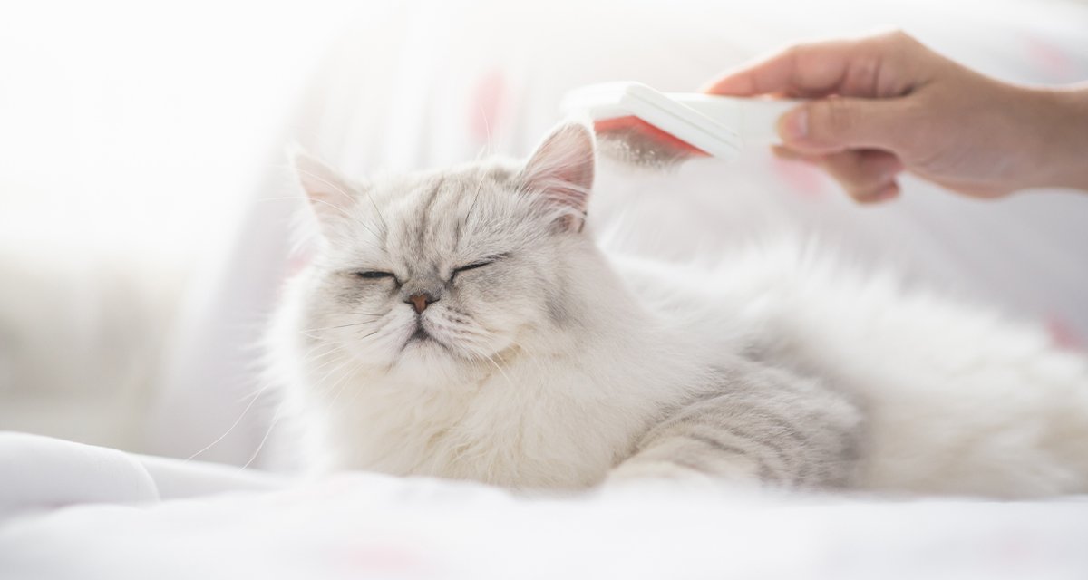 Cani e Gatti a Pelo Lungo: Trucchi e Prodotti Essenziali per un Mantello Curato e Pulito