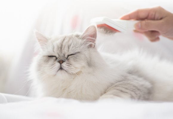 Cani e Gatti a Pelo Lungo: Trucchi e Prodotti Essenziali per un Mantello Curato e Pulito