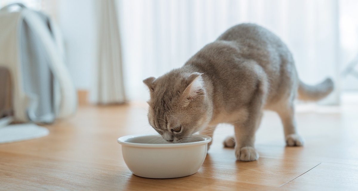 Qual è il cibo umido giusto per il tuo gatto? Ecco come scoprirlo