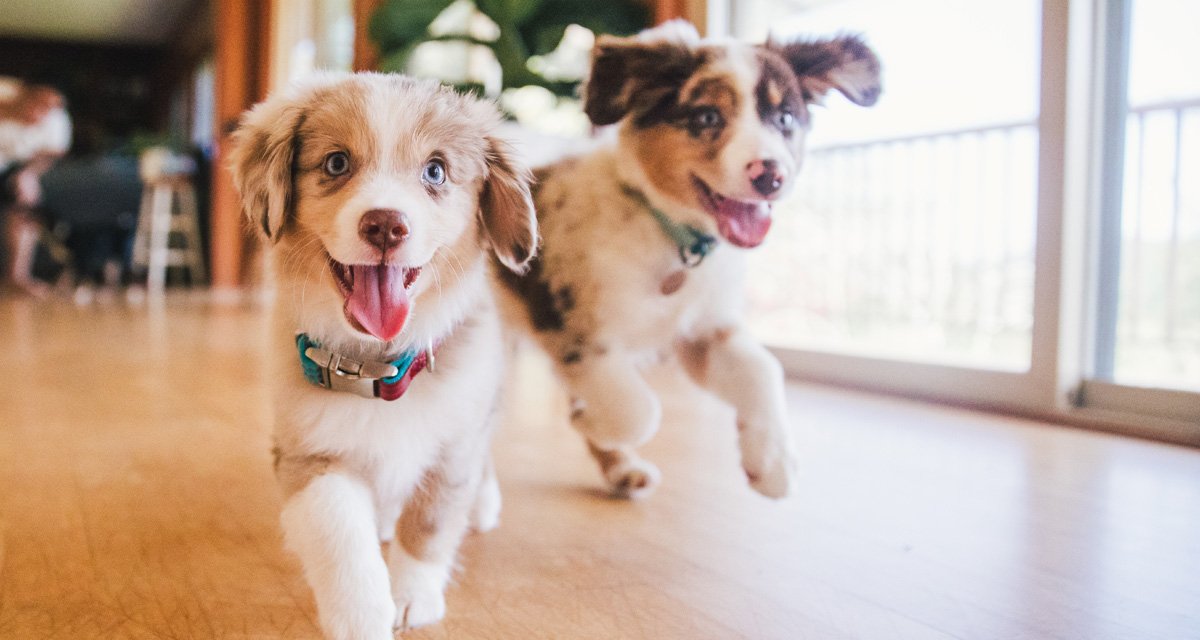 Guida alle diete veterinarie per cuccioli: nutrizione specialistica per una crescita sana